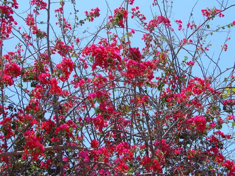 Beautiful bright pink tropical bougainvillea flowers agains the sky.
