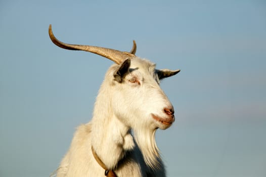 Portrait of a horned goat at sunset