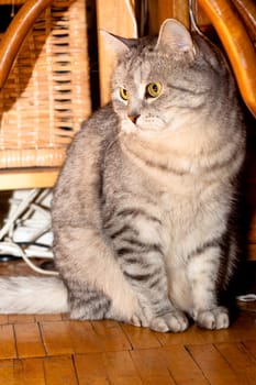 A grey tabby cat sitting under a chair
