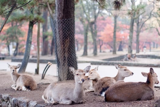 A lying deers in a Japanese autumn park 
