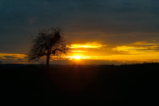 Colorful orange sunset with a lonely tree against the colored sky
