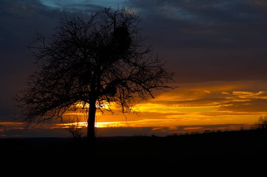 Tree and orange colored sky large photo