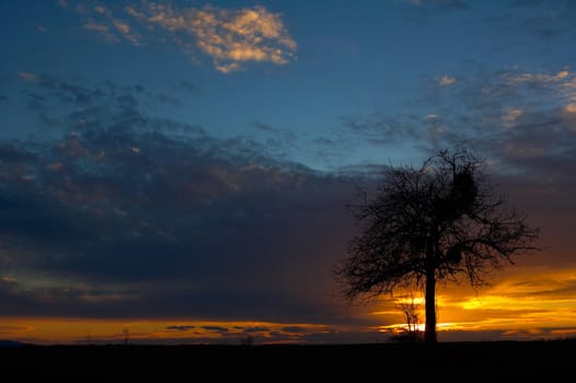 Colorful sunset with a lonely tree against the blue colored sky