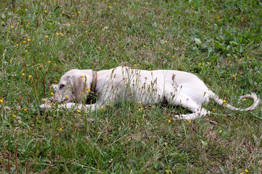 A lying white saluki pup and yellow flowers
