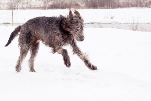 An irish wolfhound running on a snow-covered field
