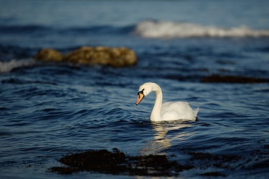 Swan in a blue sea water at the sunset