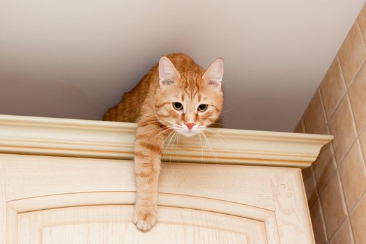 A young ginger tabby cat on kitchenl cupboard
