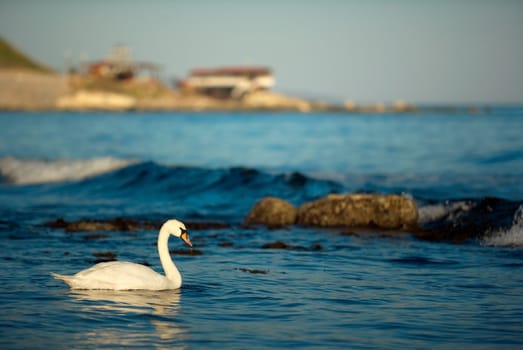 Swan in the sea water near the Bulgarian town of Nessebar