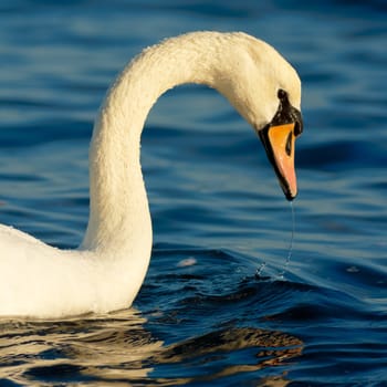 Beautiful portrait of a swan - neck and head