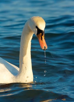 Portrait of a swan in a blue sea