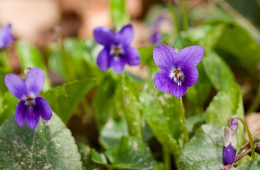 Violet (Viola tricolor) spring flower in a forest
