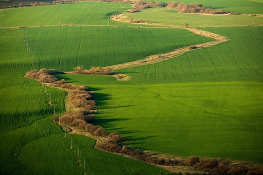 Landscape of a green corn field in the spring