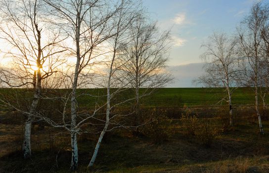 Spring birch trees and green field at sunset