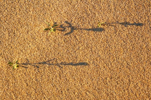 Plants with graphic shadows on the sand
