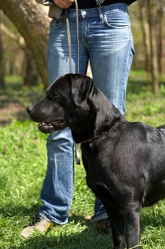 Black labrador retriever with his master at walk