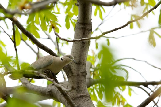 Turtle dove on a tree branch