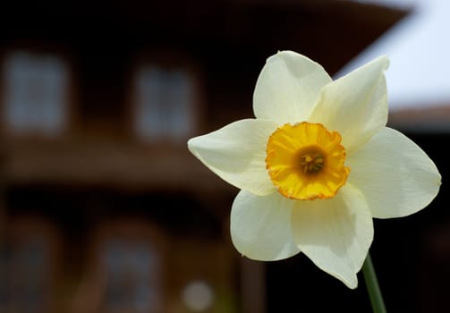 Spring flower - yellow daffodil and a house in the background