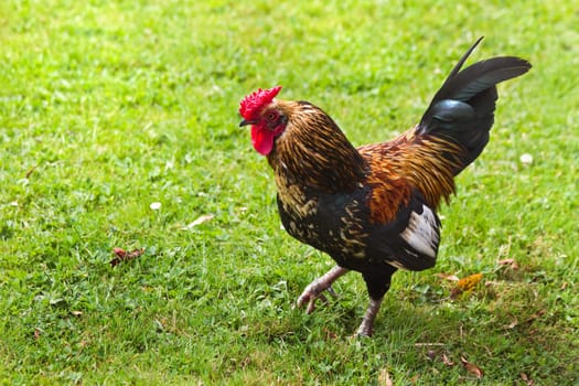 Cock walking on field of grass in summer