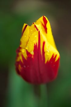 Red and yellow colored tulip