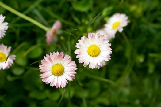 White daisy with pink petals