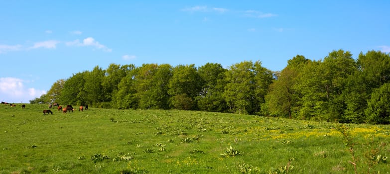 Spring landscape with forest and horses