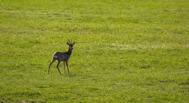 Roe deer on a spring green grass