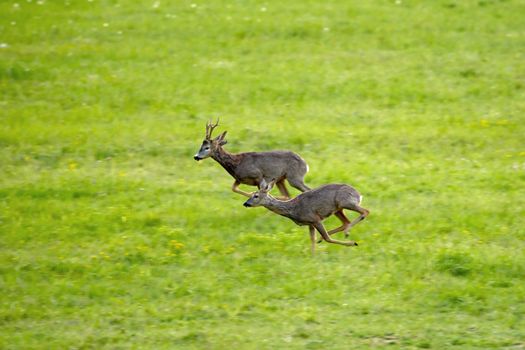 Running roe deers running on a spring green grass
