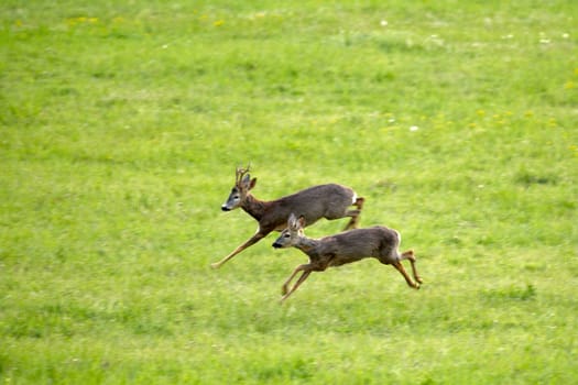 Two roe deers on a spring green grass