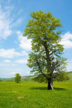 Big old tree in a green spring meadow with flowers