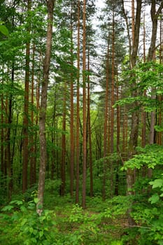 Summer pine forest