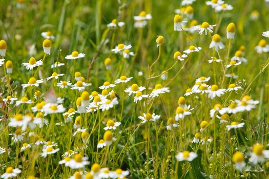 Summer meadow of camomiles