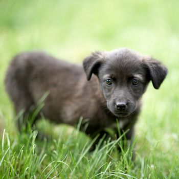 Little cute black dog