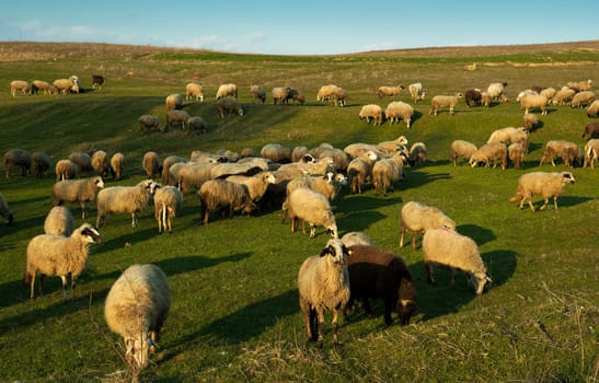 Flock of sheep in a meadow at sunset light