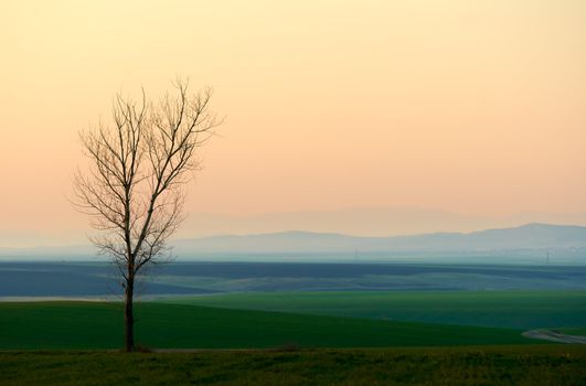 Sunset landscape with a lonely tree