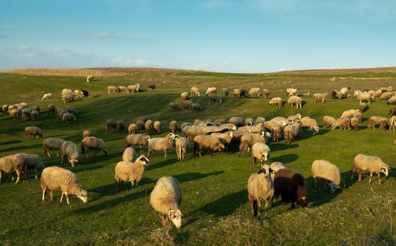 Flock of sheep at sunset light in a meadow