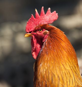 Head of a cock