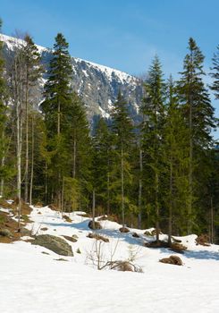 Mountain pine forest in Rila mountain, Bulgaria