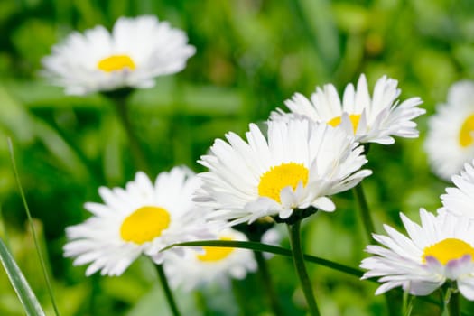 Spring flowers in a green meadow