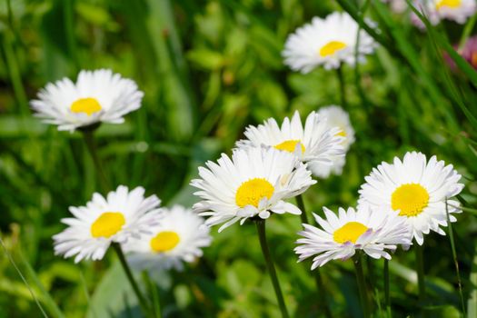 Green spring meadow with fresh white flowers