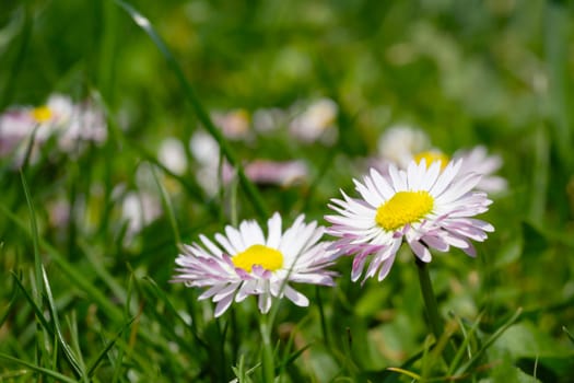 Green grass and white daisy flowers in a spring meadow