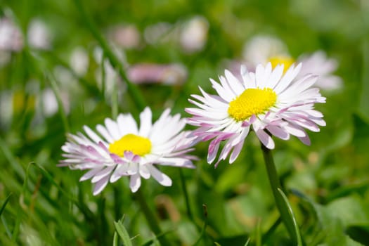 Two white spring flowers in green grass