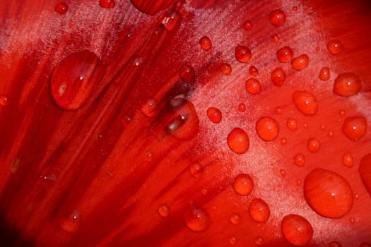 Red tulip petal with rain drops macro