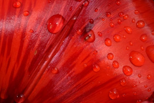 Red tulip petal with rain drops on the surface