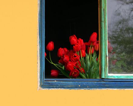 Red tulips in a window