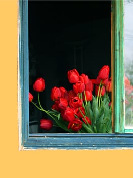 Red tulips in a window of colorful home