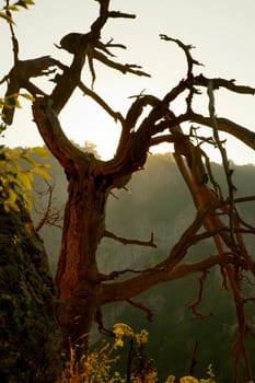 Dead pine tree in down light