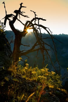 Scene with dead pine tree at sunset