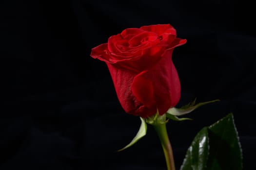 Close-up of a red rose flower on dark background