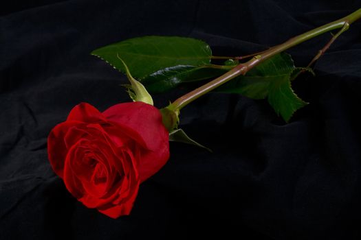 Red rose flower blossom on dark background