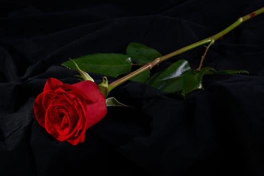 Red rose flower blossom on black background